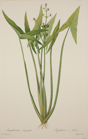 Sagittaria, engraved by Langlois (hand-coloured engraving)