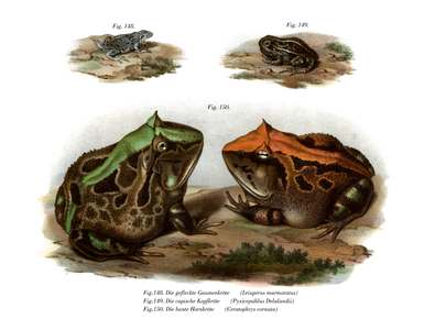 Marbled Four-eyed Frog (colour litho)