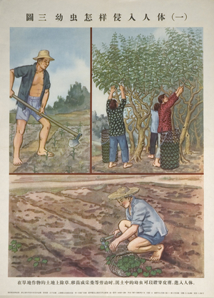 Hookworms enter Farmers Bodies