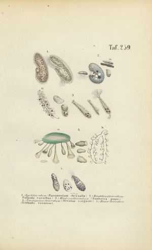 Infusoria: Paramecium, Stentor and Other Ciliates, 1850 (lithography)