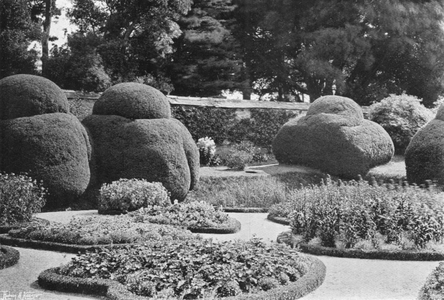 Under the Ilex (b/w photo)