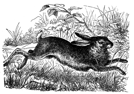 Hare