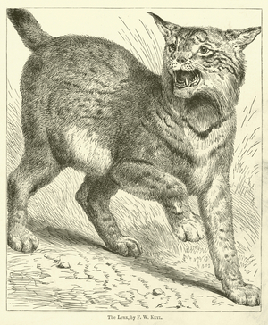 The Lynx (engraving)