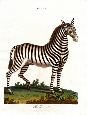 The Zebra, 1810 (print)