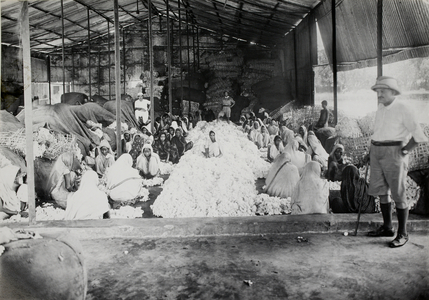 Ginning industry: Female labourers working in Ginning Factory (M/s P.S. Sparling & Co, 9 Clive Row) [Calcutta]. View of women sitting beside mounds of cotton separating the seed from the fibre, watched by European staff.