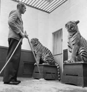 Tiger is being trained, 1930s (photo)