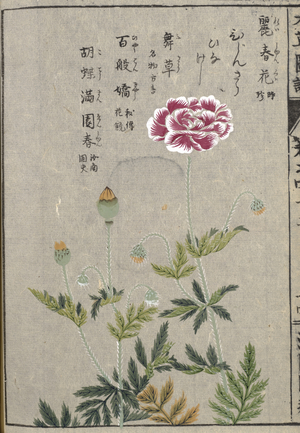 Papaver rhoeas (common poppy), 1828-44 (hand-coloured woodblock print)