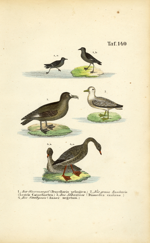 Storm Petrel, Great Skua, Albatross and Bean Goose, 1850 (lithography)