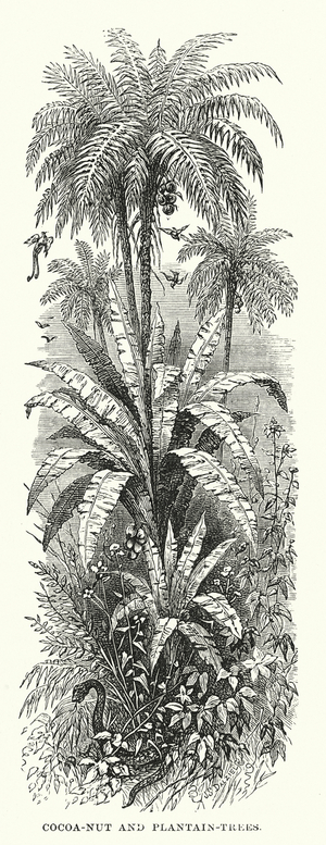 Central America: Cocoa-nut and plantain-trees (engraving)