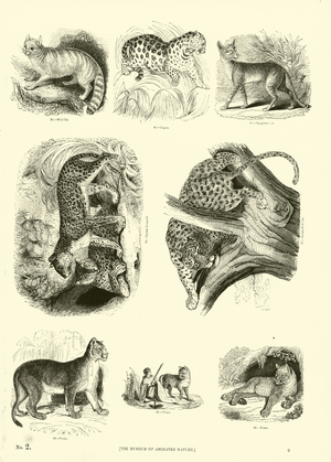 Page from The Pictorial Museum of Animated Nature (engraving)