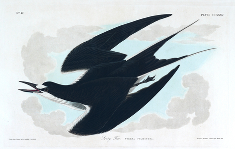 One bird. Colour Illustration by Audubon; Sooty Tern.