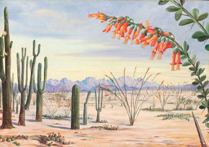Vegetation of the desert of Arizona, 1875 (oil on board)