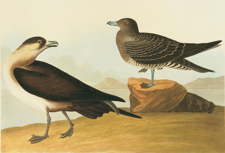 Stercorarius parasiticus, parasitic jaeger, Plate 272 from John James Audubon's Birds of America, original double elephant folio, 1827-30 (hand-coloured aquatint)