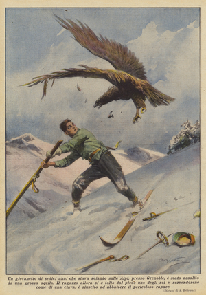 A sixteen-year-old boy who was skiing in the Alps, near Grenoble, was attacked by a large eagle (colour litho)