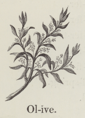 Olive (engraving)