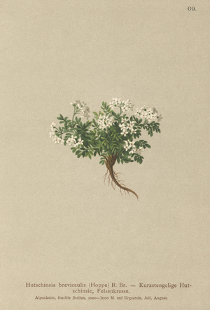 Chamois Cress (Hutchinsia brevicaulis) (colour litho)