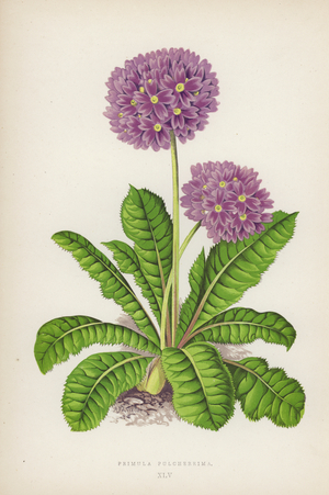 Primula Pulcherrima (colour litho)