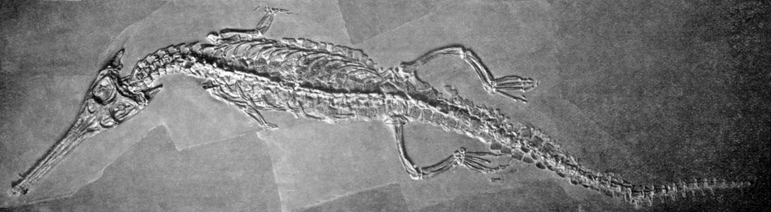 Teleosaurus (fossile from the lower jurassic), 1929 (illustration)