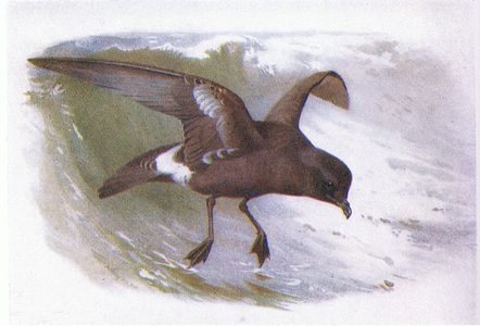 Storm Petrel (colour litho)
