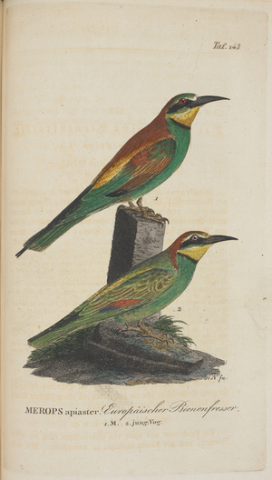 Merops apiaster. European bee-eater.