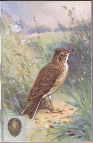 Skylark (colour litho)