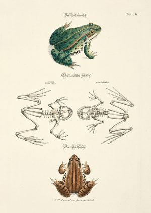 European Water Frog and Common Frog with Skeletons, 1748 (hand-coloured copper engraving)