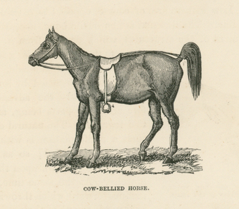 Cow-Bellied Horse (engraving)
