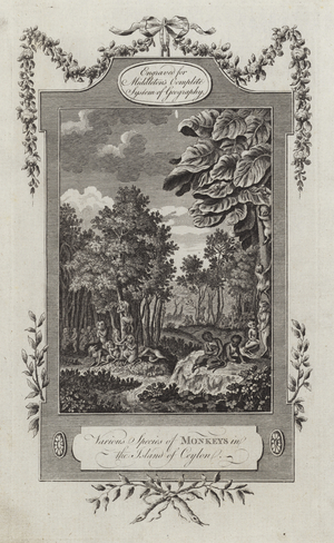 Various Species of Monkeys in the Island of Ceylon (engraving)