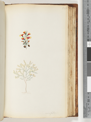 Page 132. Ericifolia (w/c)