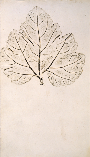 Leaf