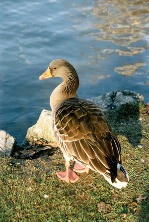 Duck at the Eisbach, 2000 (photo)