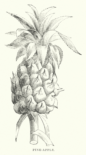 Pine-apple (engraving)