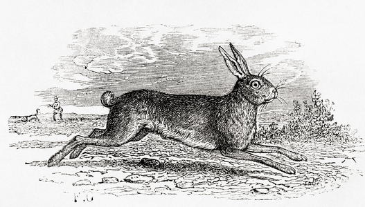 The Hare (Lepus timidus), 1864