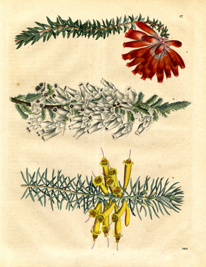 Exotic flowering plants from the heather family (hand-coloured litho)