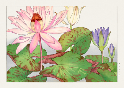 Nymphaea lotus from ""Seiyou Sokazufu"", 1917 (woodblock print)