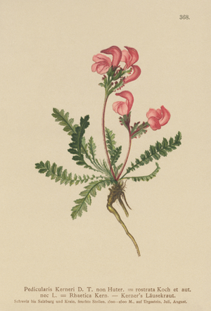 Kerner's Lousewort (Pedicularis Kerneri, Rhaetica Kerneri, Pedicularis rostrata, Pedicularis Rhaetica) (colour litho)