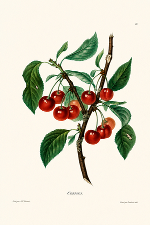 Cherry Fruit and Leaf Study Illustration (engraving)