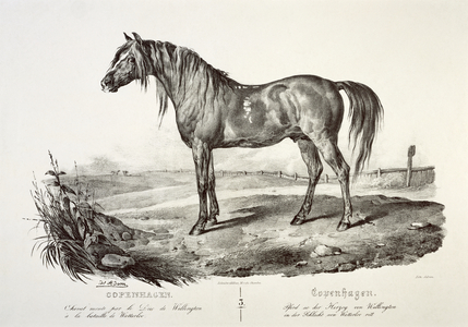 Copenhagen, the Duke of Wellington's horse