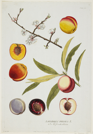 Amygdalus persica, from Icones Plantarum Medicinalium, 1788 (hand-coloured engraving & gouache) 