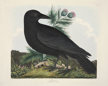 Raven, Corvus Corai, from 'A Selection of British Birds', pub. 1835 (hand coloured engraving) 