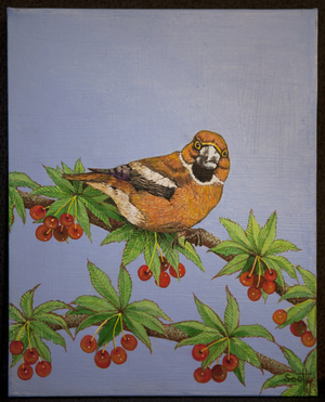 Hawfinch, 2016, (oil on canvas)