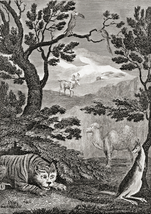 Part of the natural history of Asia. 18th century print engraved by Wallis after W. M. Craig.