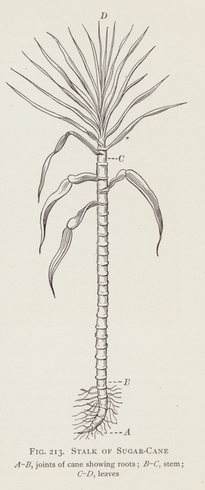 Stalk of Sugar-Cane (litho)