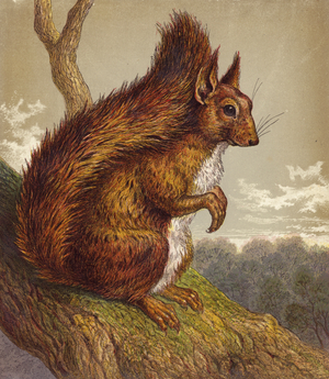 Red Squirrel (colour litho)