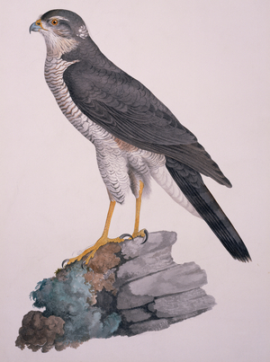 Accipiter nisus