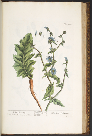 Plate 183, from 'A Curious Herbal', 1737 (coloured engraving)