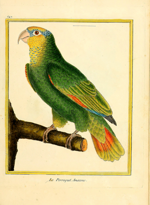 Amazon Parrot (print)