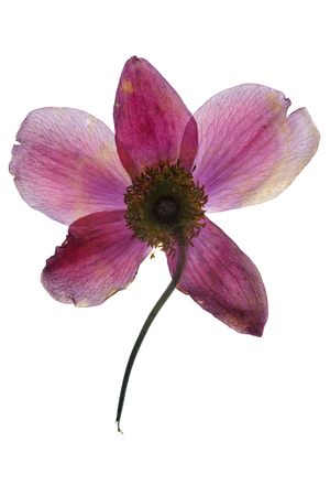 Anemone, 2009 (photographic c-print)