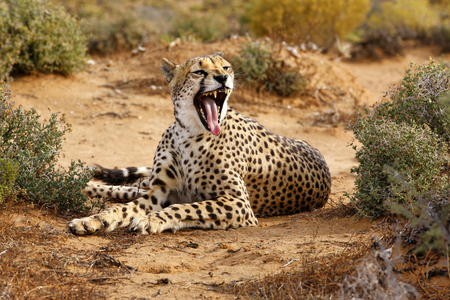 Cheetah (photo)