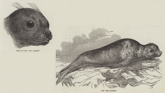 The Sea Lioness (engraving)